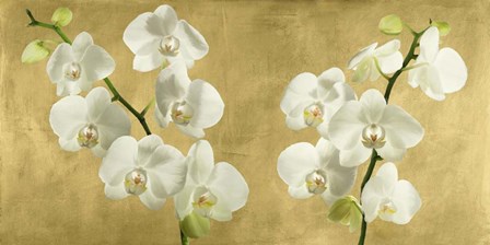 Orchids on a Golden Background by Andrea Antinori art print