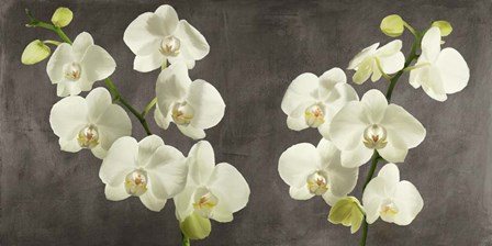 Orchids on Grey Background by Andrea Antinori art print