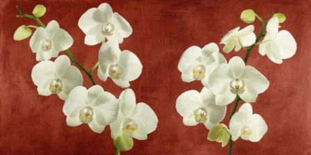 Orchids on Red Background by Andrea Antinori art print