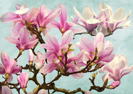 Magnolia Branch (turquoise) by Luca Villa art print