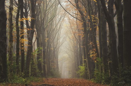 The Unknown Road by Martin Podt art print