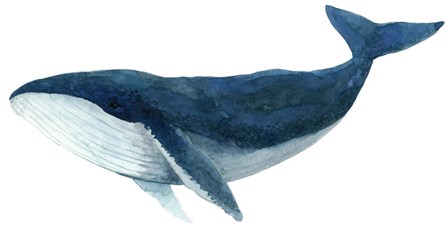 Humpback Whale - Blue by Jeannine Saylor art print