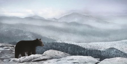 Cascade Mountain Bear by Lori Deiter art print