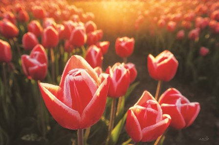 Tulips at Sunrise by Martin Podt art print