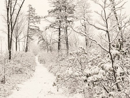 Winter Walk by Lori Deiter art print