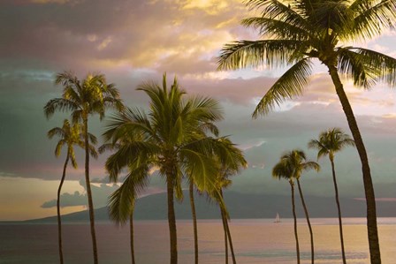 Hawaii Palm Sunset No. 1 by Carlos Vargas art print