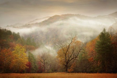 Photography Study Autumn Mist by PHBurchett art print