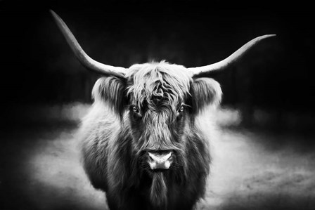 Photography Study Highland Cattle by PHBurchett art print