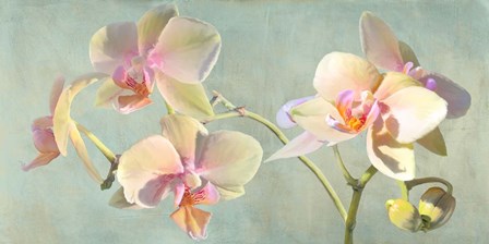 Jewel Orchids by Luca Villa art print