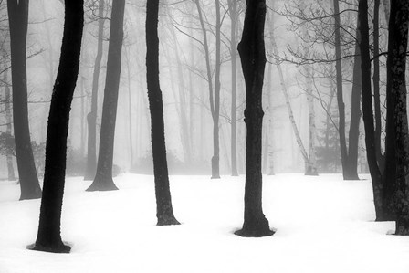Winter Fog by Kelly Sinclair art print