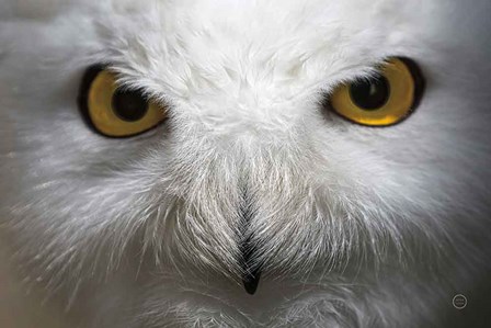 Snowy Owl Stare by Nathan Larson art print