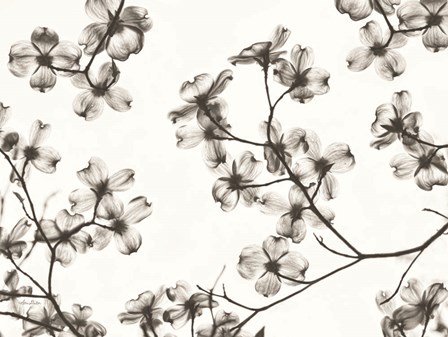 Dogwood Blossom Silhouette by Lori Deiter art print