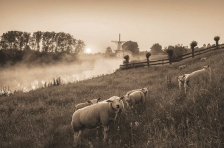Grazing Sheep by Martin Podt art print