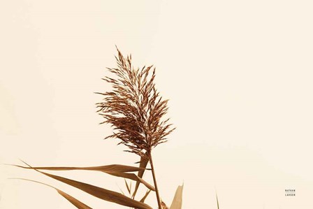 Summer Reeds I by Nathan Larson art print