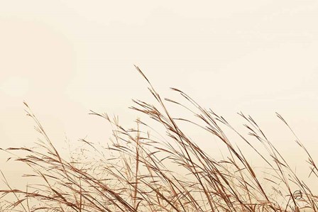 Country Grasses II by Nathan Larson art print