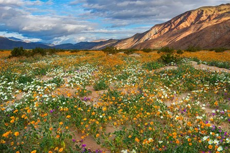 Desert Wildflowers in Henderson Canyon by John Gavrilis art print