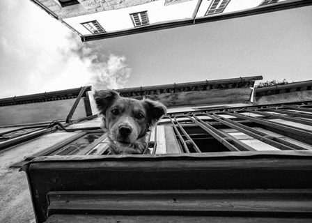 Dog on Balcony by K K Carlos art print