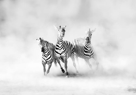 Zebras by Juan Luis Duran art print