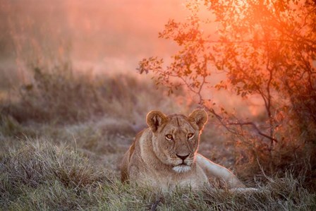 Sunset Lioness by Alessandro Catta art print