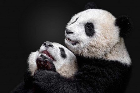 Pandas by Alessandro Catta art print