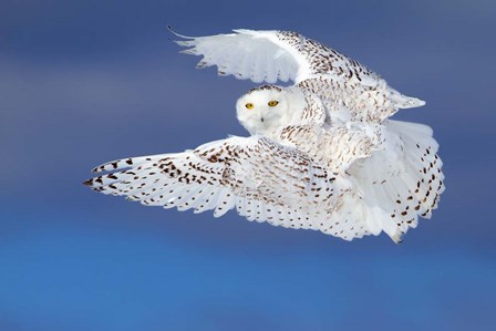 Flight of the Snowy Owl by Jim Cumming art print