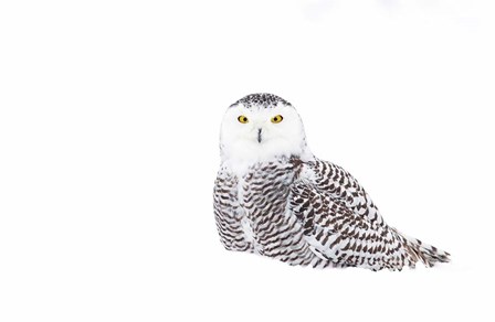 Snowy Owl in Winter Snow by Jim Cumming art print