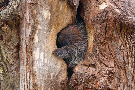 Baby Porcupine in Tree by Jim Cumming art print
