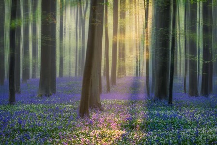 Daydreaming of Bluebells by Adrian Popan art print