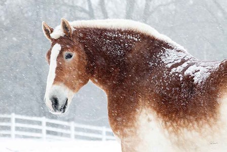 Snowy Draft Horse by Sue Schlabach art print