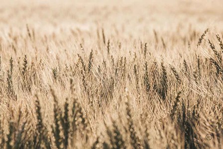 Dakota Wheat Fields by Nathan Larson art print