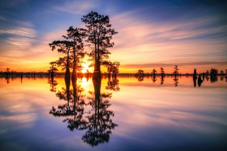 Dawn in Henderson Swamp by Andy Crawford Photography art print