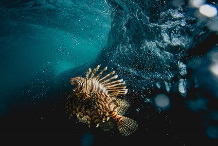 Tigerfish by Pixelmated Animals art print
