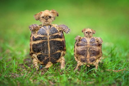 Turtle Pups by Pixelmated Animals art print