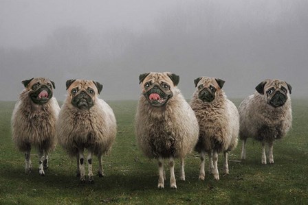 Sheepugs by Pixelmated Animals art print