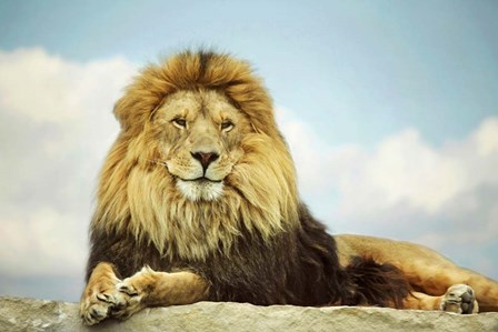 The King by Carrie Ann Grippo-Pike art print