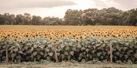Sunflower Field No. 7 by Jennifer Rigsby art print