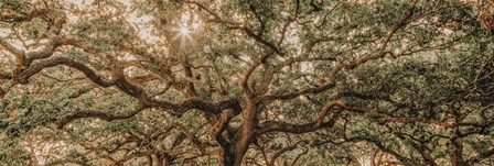 Low Country Oaks I by Jennifer Rigsby art print