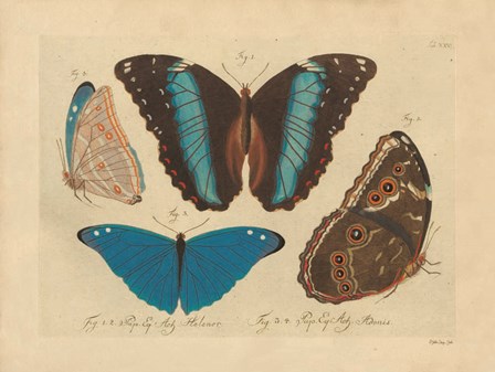 Vintage Butterflies 1 by Stellar Design Studio art print