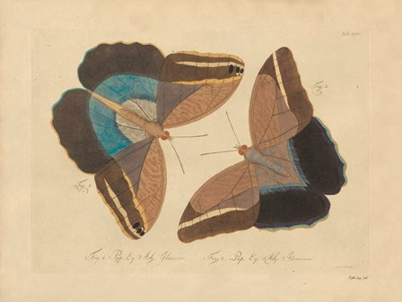 Vintage Butterflies 2 by Stellar Design Studio art print