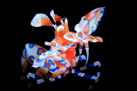 Harlequin Shrimp by Barathieu Gabriel art print