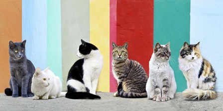 Cats in the Sun by Pangea Images art print