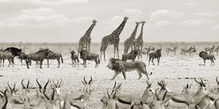 Sovereign Passing By (Masai Mara, BW) by Pangea Images art print
