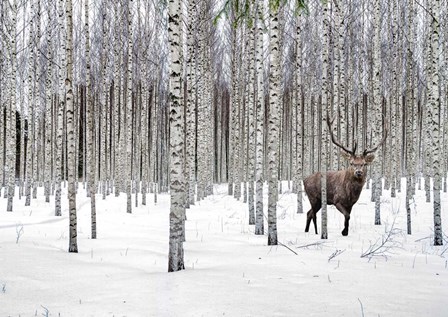 Stag in Birch Forest, Norway by Pangea Images art print