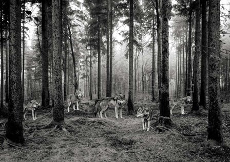 Pack of Wolves in the Woods (BW) by Pangea Images art print