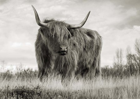 Scottish Highland Cattle (BW) by Pangea Images art print