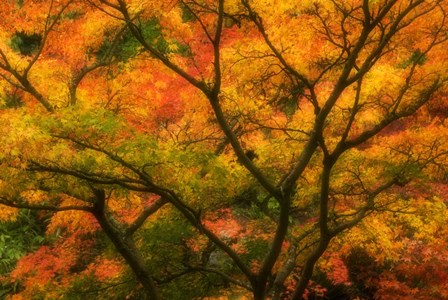 Maple Tree In Autumn by Janell Davidson / Danita Delimont art print