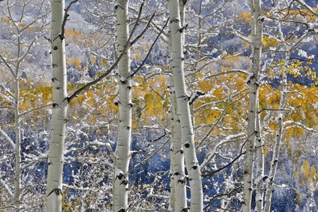 Rocky Mountains Aspen Grove Autumn Snows, Keebler Pass, Colorado by Darrell Gulin / Danita Delimont art print