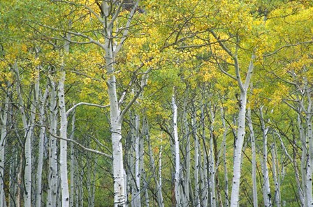 Autumn Aspens In Mcclure Pass In Colorado by Julie Eggers / Danita Delimont art print