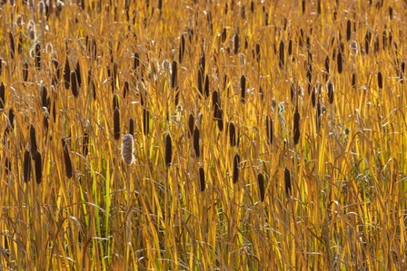 Cattails In Field by Don Paulson / DanitaDelimont art print