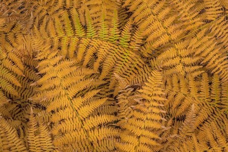 Bracken Ferns In Autumn by Don Paulson / DanitaDelimont art print
